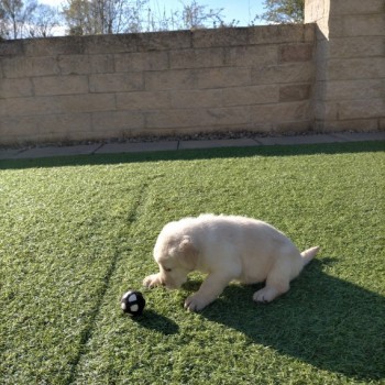 Registered Labrador Puppies