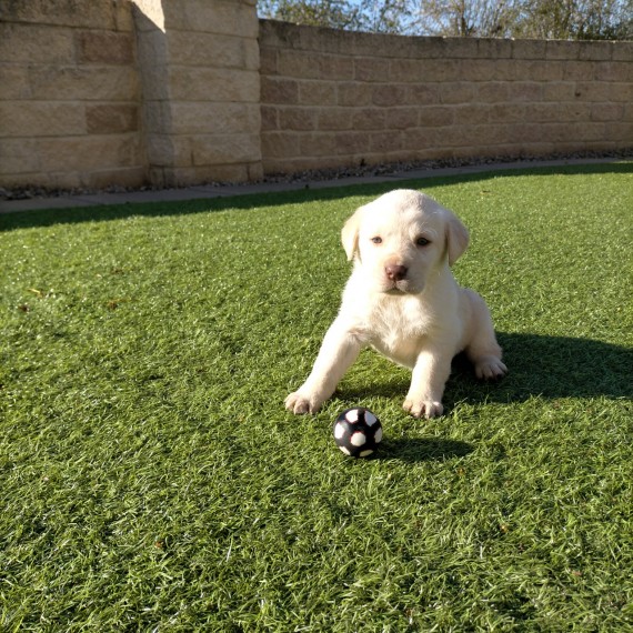 Registered Labrador Puppies