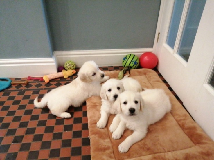 Gorgeous Golden Retriever Puppies