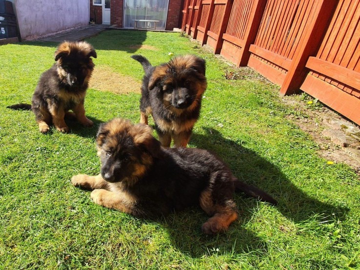 German Shepard Puppies