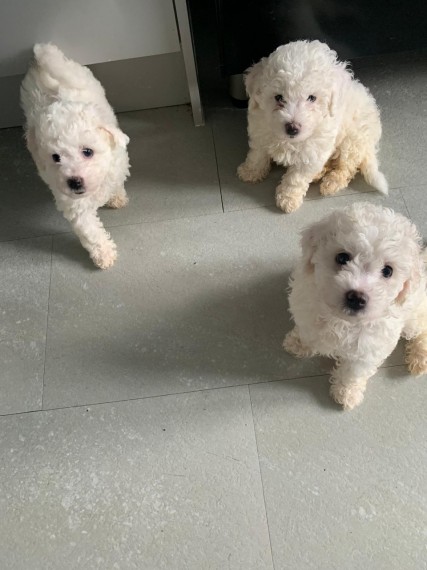 Bichon Puppies