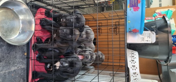 Cane Corso  Puppies