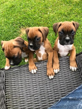 Boxer  Puppies