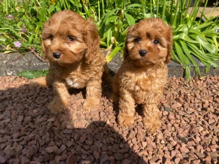 Cavapoo Puppies 