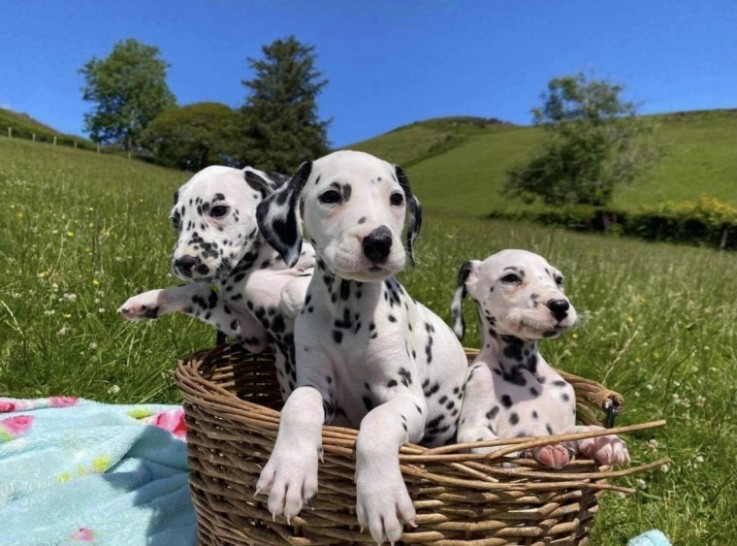 Stunning Dalmatian Puppies