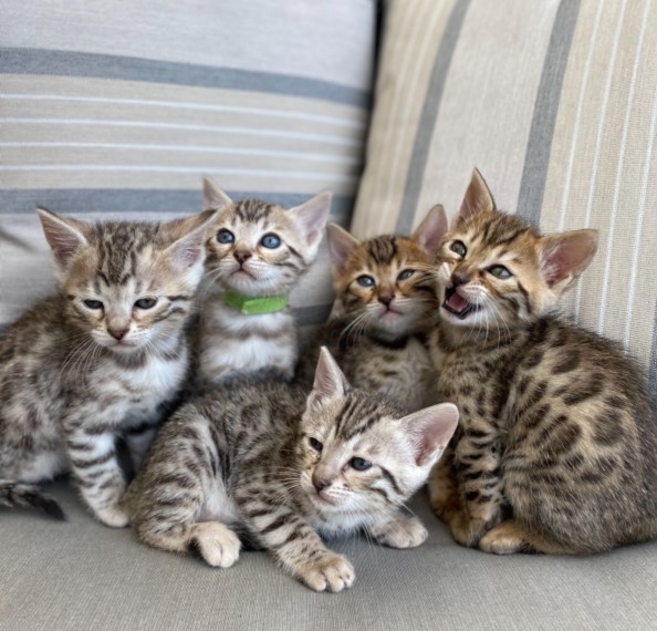 Beautiful Bengal Kitten