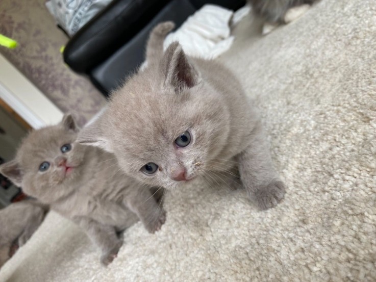 British Blue Shorthair  Kitten