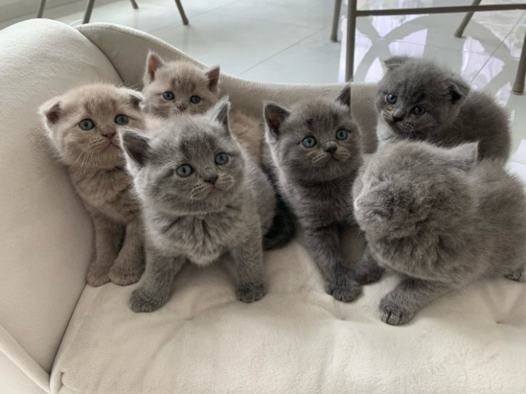 Adorable Scottish Kittens For Sale