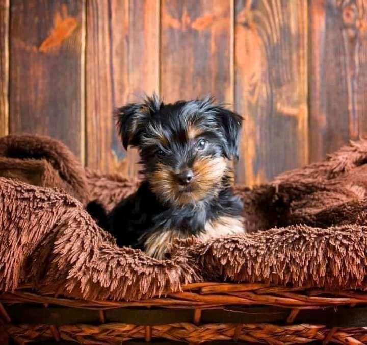 Yorkie Terrier puppies for sale 