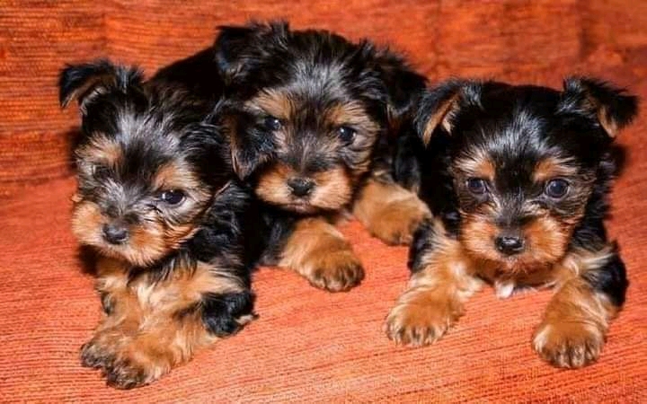 Yorkie Terrier puppies for sale 