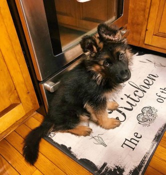 Male And Female German Shepherd Puppies 