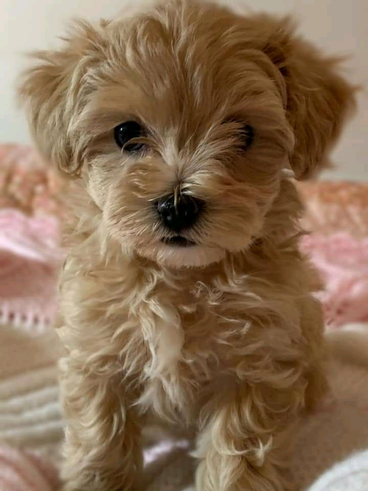 Maltipoo puppies for sale 