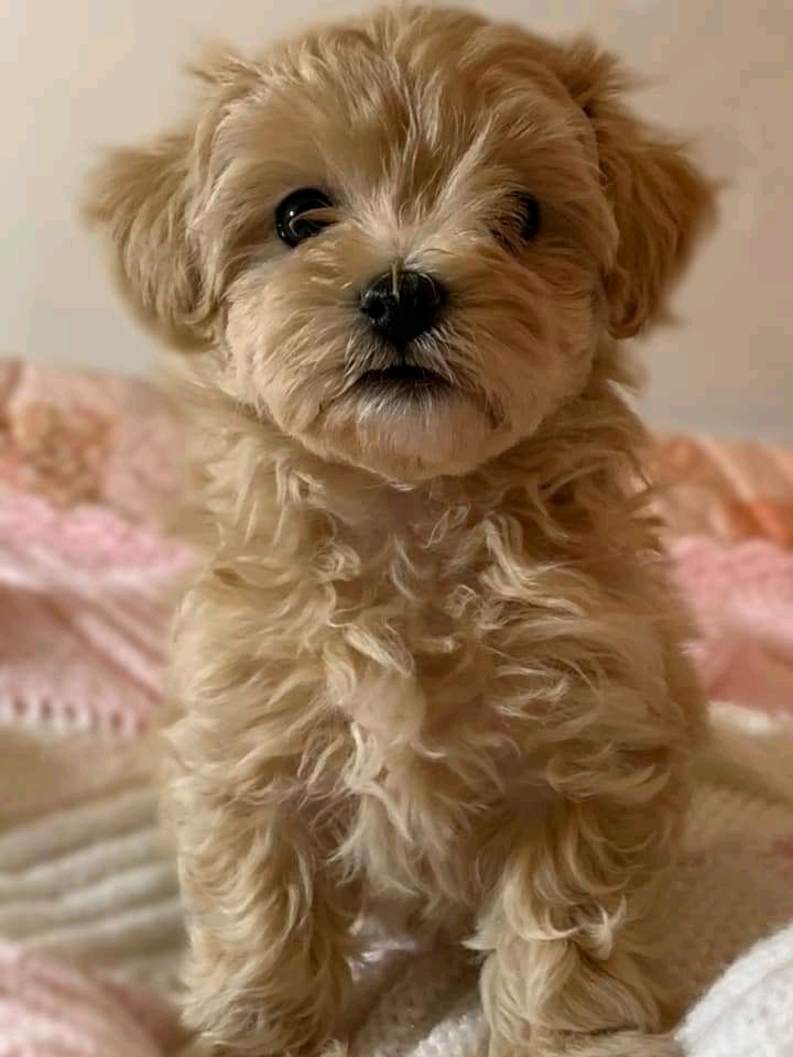 Maltipoo puppies for sale 