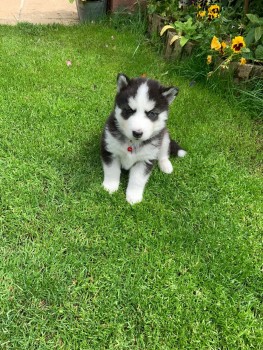 LOVELY SIBERIAN HUSKKY READY FOR ADOPTIO