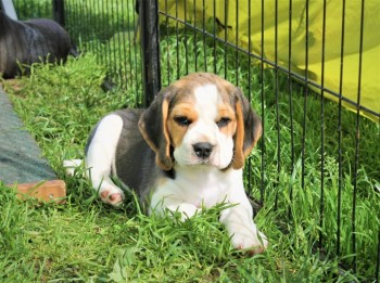 BEAUTIFULL BEAGLE READY FOR ADOPTION. 