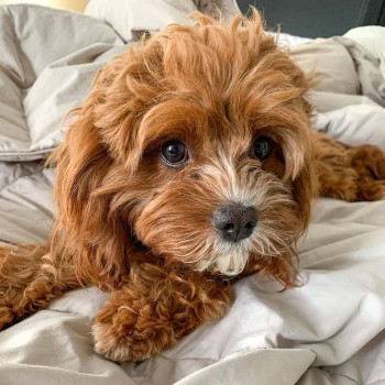 LOVELY CAVAPOO READY FOR ADOPTION.