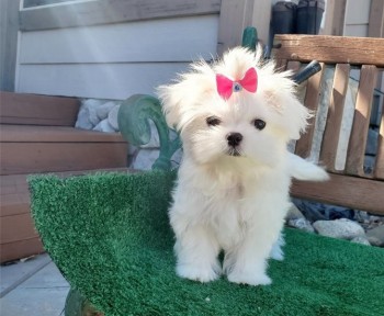 ADOREBLE MALTESE READY FOR ADOPTION.