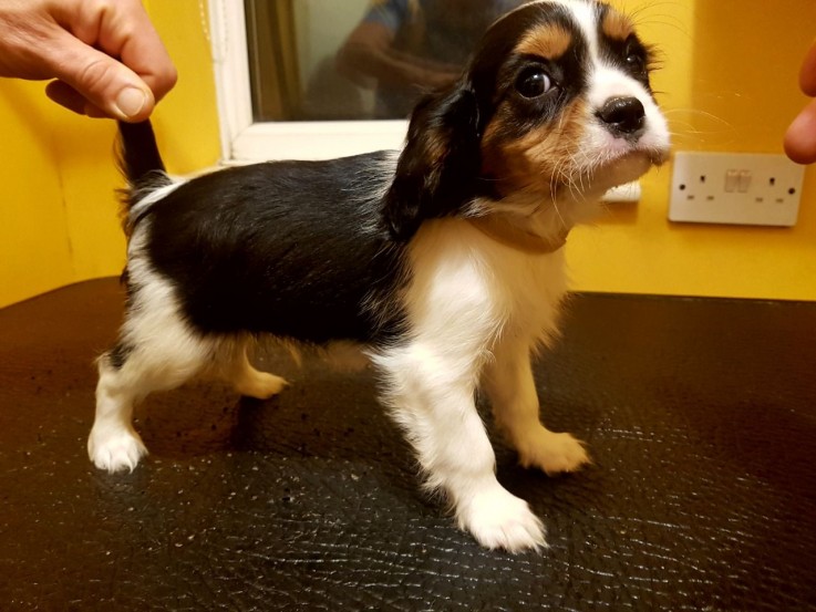 BEAUTIFULL CAVALIER KING CHERLES SPANIEL