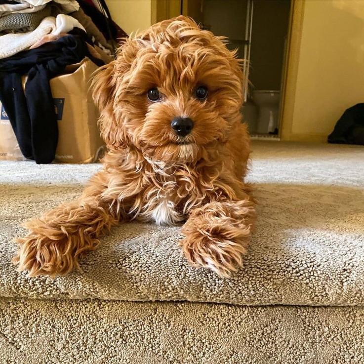 LOVELY CAVAPOO READY FOR ADOPTION.