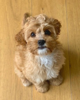 BEAUTIFULL COCKAPOO READY FOR ADOPTION.