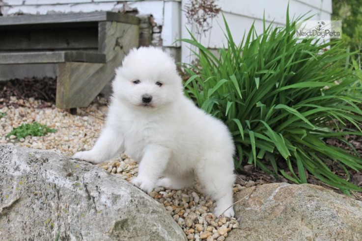 LOVELY SAMOYED READY FOR ADOPTION.