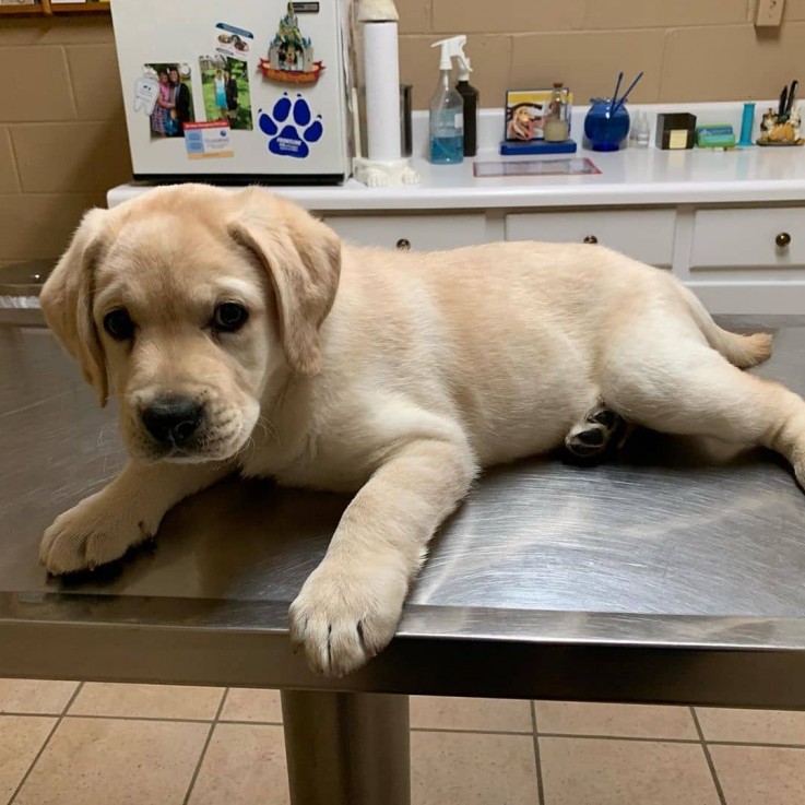 LOVELY LABRADOR READY FOR ADOPTION.