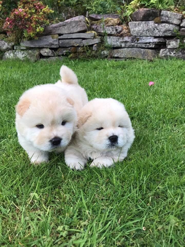 LOVELY CHOW CHOW READY FOR ADOPTION.