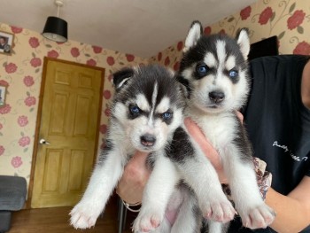 LOVELY SIBERIAN HUSKKY READY FOR ADOPTIO