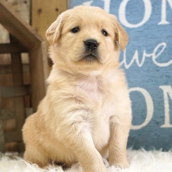 Lovely Golden retriever Puppies Availabl