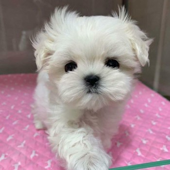 Maltese puppies for sale 