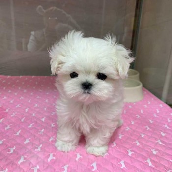 Maltese puppies for sale 