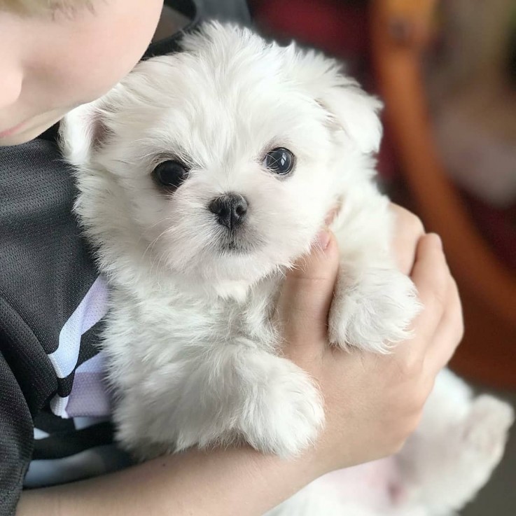 Maltese puppies for sale 