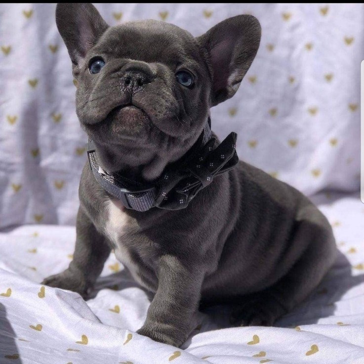 Smart French Bulldog Puppies