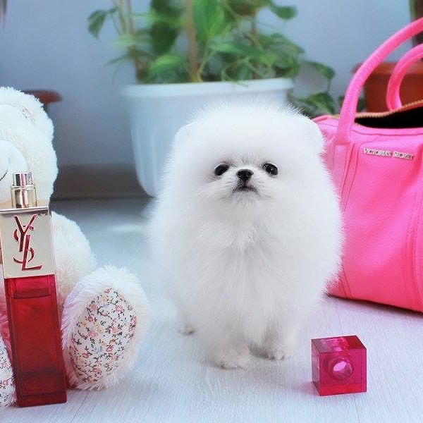 i have two pomeranain puppies for sale.