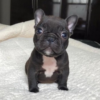 Smart French Bulldog Puppies