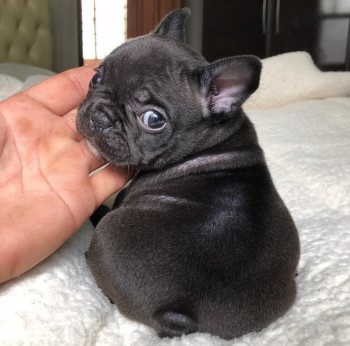 Smart French Bulldog Puppies