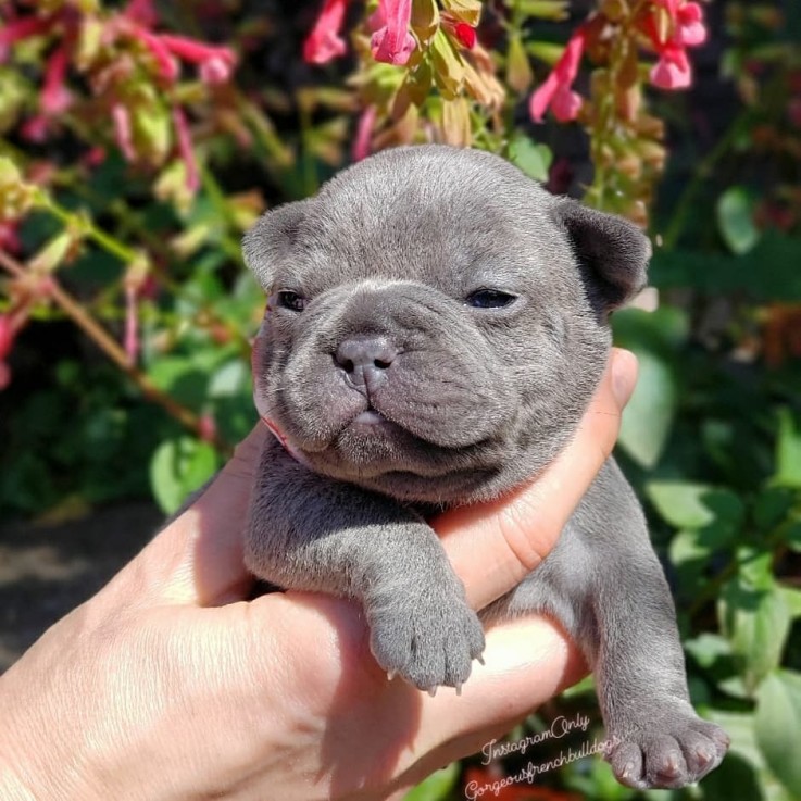 Smart French Bulldog Puppies