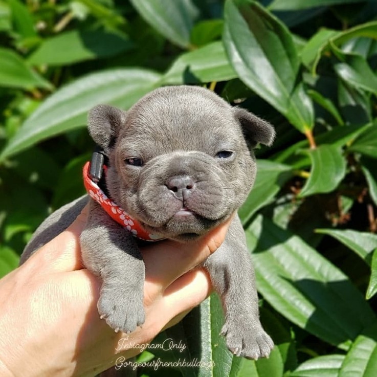 Smart French Bulldog Puppies