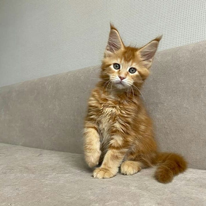 4 Charming Male and female Maine Coon ki