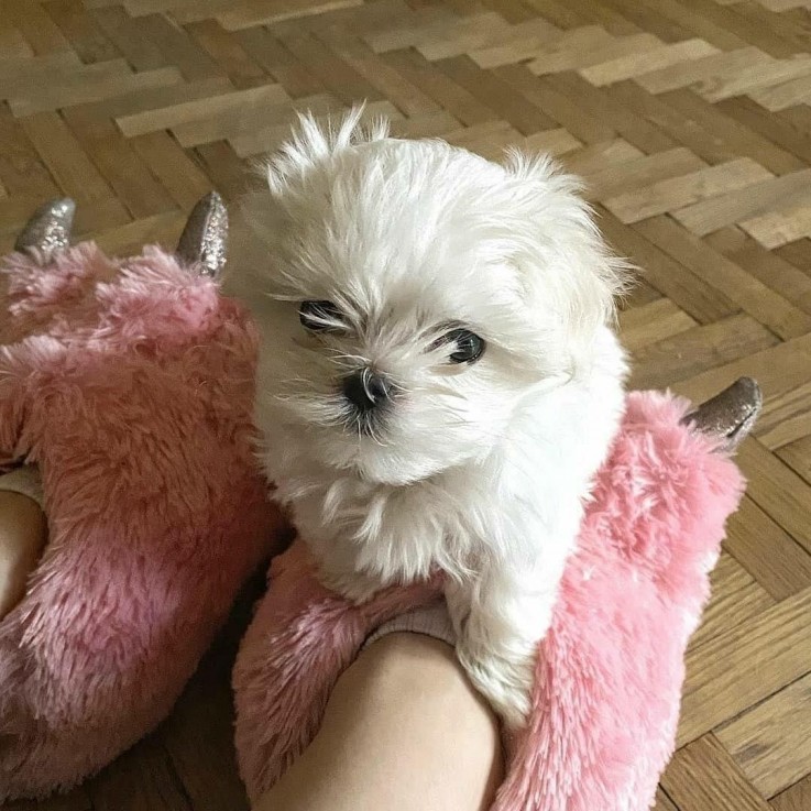 Maltese puppies for sale 