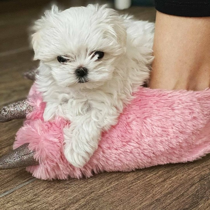 Maltese puppies for sale 