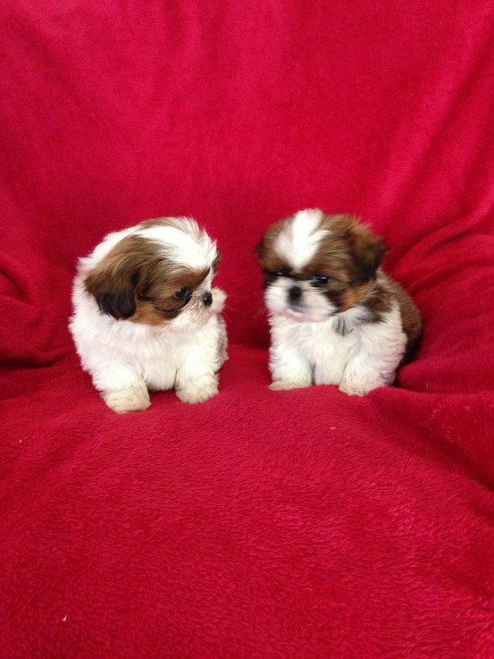 Shih Tzu puppies for sale 