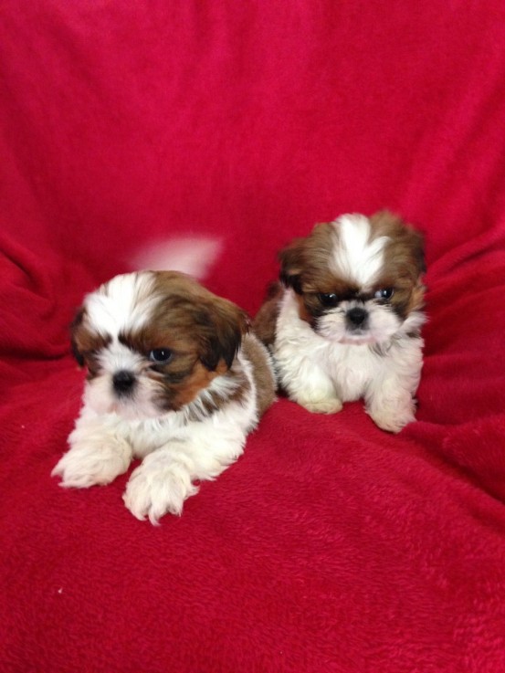 Shih Tzu puppies for sale 