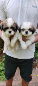 Shih Tzu puppies for sale 