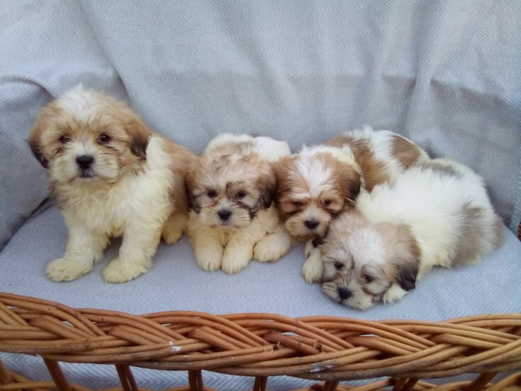 Shih Tzu puppies for sale 