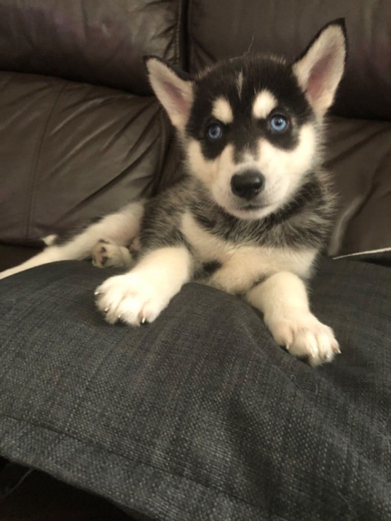 Smart Siberian Husky Puppies