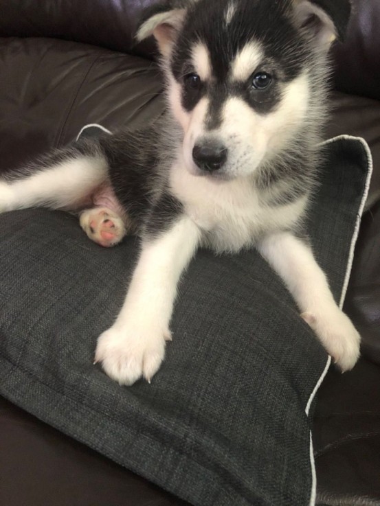 Smart Siberian Husky Puppies