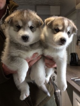 Smart Siberian Husky Puppies