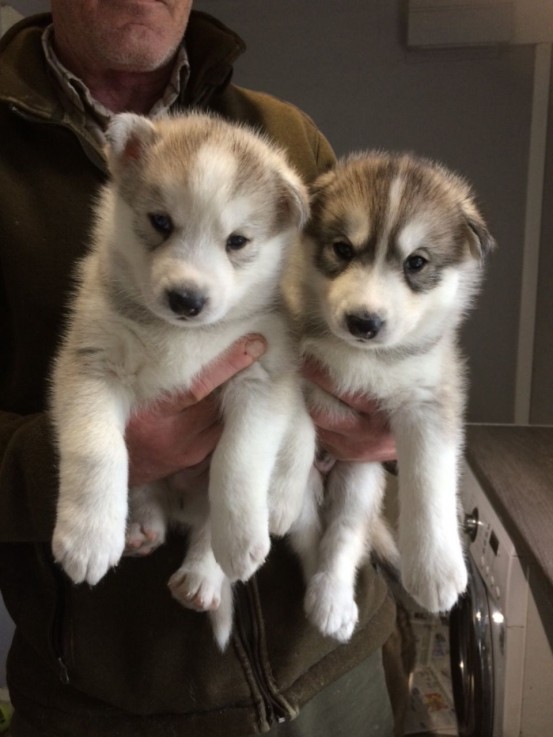 Smart Siberian Husky Puppies