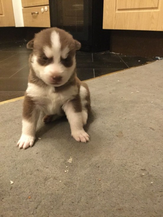 Smart Siberian Husky Puppies